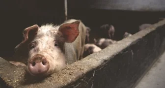 „Prijatelji životinja“ traže zabranu kolinja