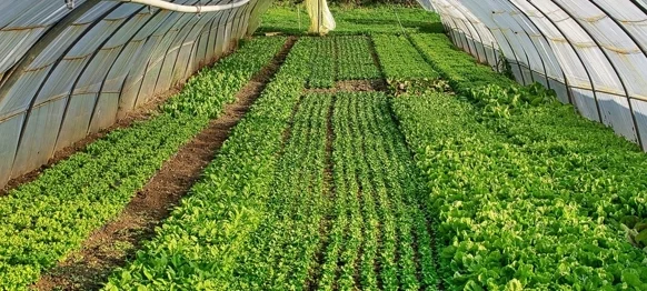 Ilustracija / Foto: Pixabay