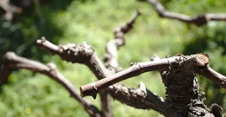 Ilustracija / Pixabay