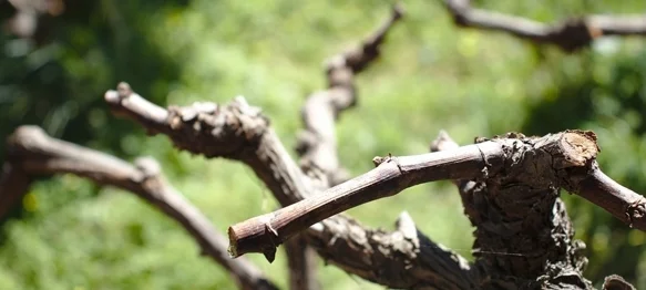 Ilustracija / Pixabay