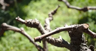 Ilustracija / Pixabay