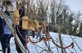 „Krštenjem” trsa započela nova vinogradarska godina u Varaždinskim Toplicama