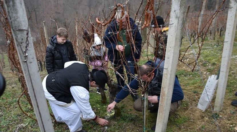 Cestički vinogradari na Lovrečan bregu orezali prvi trs i proslavili Vincekovo