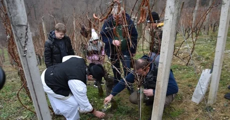 Cestički vinogradari na Lovrečan bregu orezali prvi trs i proslavili Vincekovo