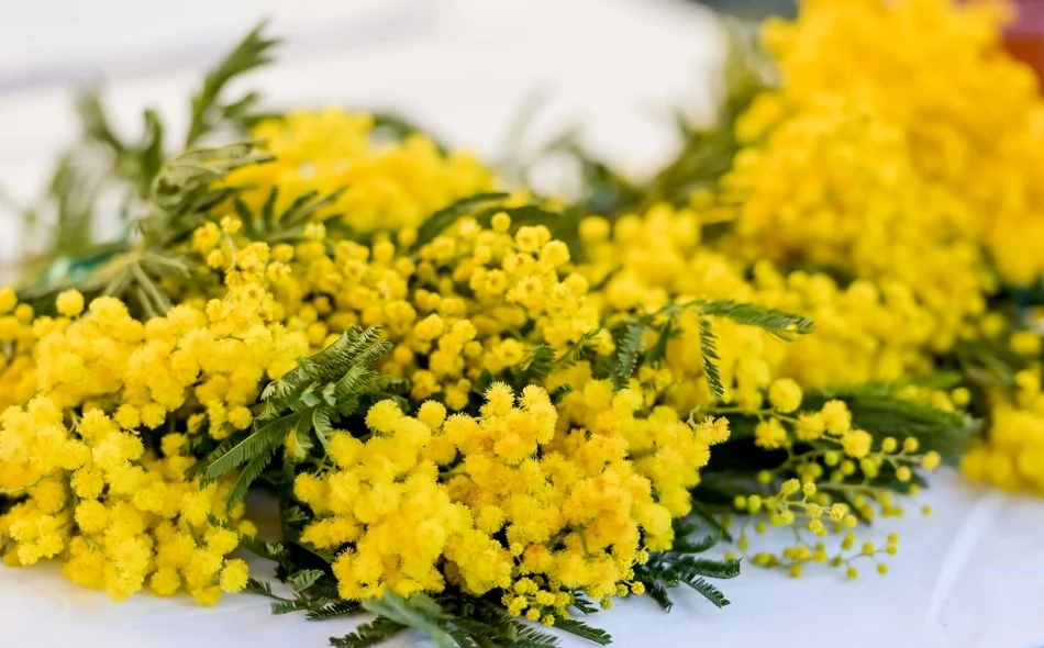 Obilježen Dan mimoza: Rak od kojeg ne bi trebala oboljeti ni jedna žena, još uvijek uzima svoj danak