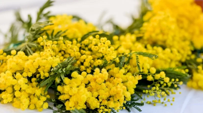 Obilježen Dan mimoza: Rak od kojeg ne bi trebala oboljeti ni jedna žena, još uvijek uzima svoj danak