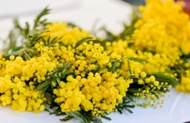 Obilježen Dan mimoza: Rak od kojeg ne bi trebala oboljeti ni jedna žena, još uvijek uzima svoj danak