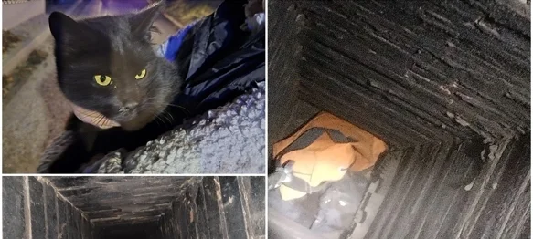 Ludbreški vatrogasci iz dimnjaka spasili zarobljenog mačića