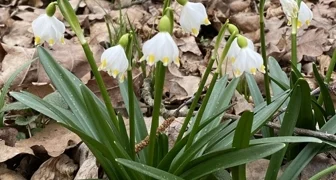 Uključite se u volontersku akciju opažanja i dojave zvončića u prirodi