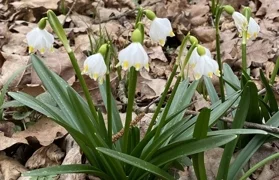 Uključite se u volontersku akciju opažanja i dojave zvončića u prirodi