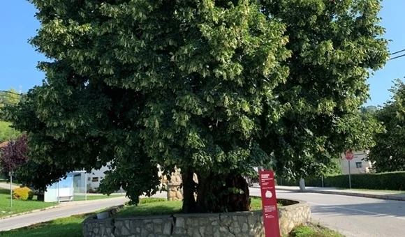 Klonovi lipa iz Visokog i Arboretuma Opeka uskoro će krasiti prostore uz škole i dječje vrtiće diljem Varaždinske županije