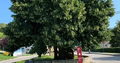 Klonovi lipa iz Visokog i Arboretuma Opeka uskoro će krasiti prostore uz škole i dječje vrtiće diljem Varaždinske županije
