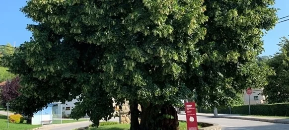 Klonovi lipa iz Visokog i Arboretuma Opeka uskoro će krasiti prostore uz škole i dječje vrtiće diljem Varaždinske županije