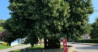 Klonovi lipa iz Visokog i Arboretuma Opeka uskoro će krasiti prostore uz škole i dječje vrtiće diljem Varaždinske županije
