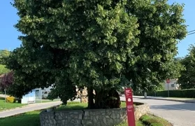 Klonovi lipa iz Visokog i Arboretuma Opeka uskoro će krasiti prostore uz škole i dječje vrtiće diljem Varaždinske županije