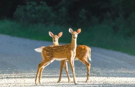 divljač na cesti