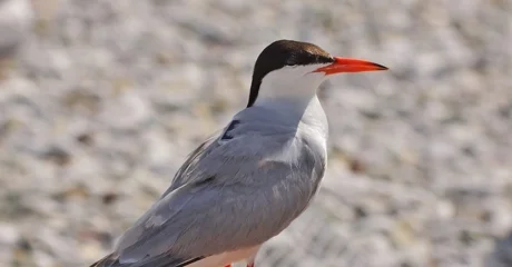 čigra s GPS uređajem