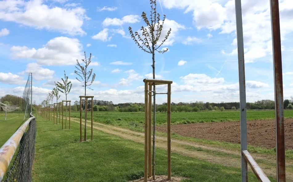 Varaždin zeleniji za gotovo 500 novih stabala