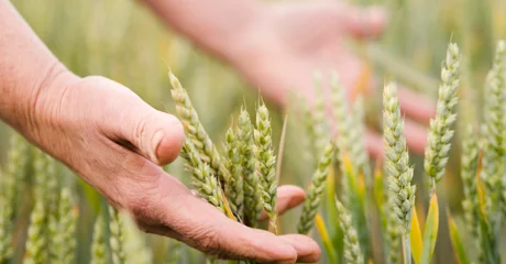 Objavljen Pravilnik o provedbi Programa potpore male vrijednosti za provedbu proljetne sjetve ratarskih kultura