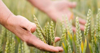 Objavljen Pravilnik o provedbi Programa potpore male vrijednosti za provedbu proljetne sjetve ratarskih kultura