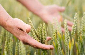 Objavljen Pravilnik o provedbi Programa potpore male vrijednosti za provedbu proljetne sjetve ratarskih kultura
