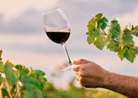 Festival vinske strasti stiže u Ludbreg