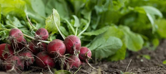 Blagotvorno djeluje na žuč i jetru, preporučuje se kod dišnih infekcija