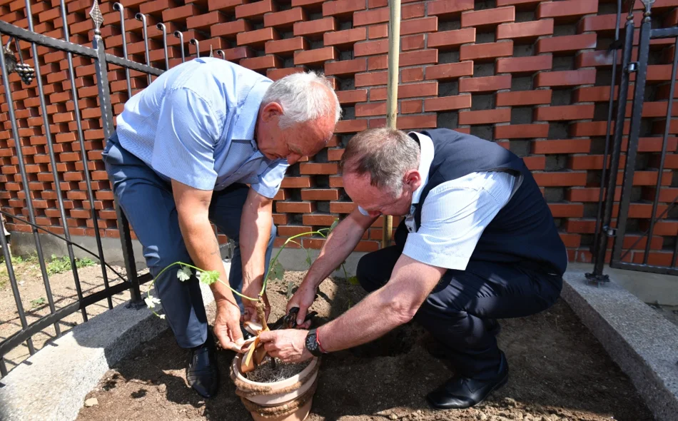 Najstarija vinova loza na svijetu posađena u Međimurju