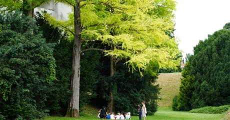 Izabrana najdojmljivija stabla grada Varaždina i Varaždinske županije