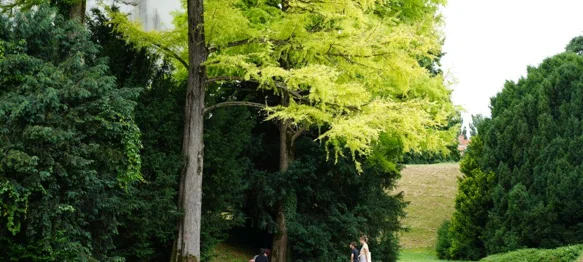 Izabrana najdojmljivija stabla grada Varaždina i Varaždinske županije