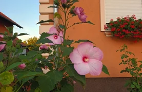 Općina Jalžabet nagrađuje najljepše uređene balkone i okućnice