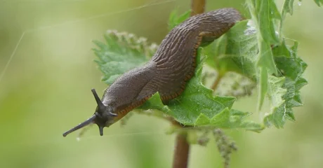 Ovo imate u svojoj kuhinji, a puževima je nepodnošljivo
