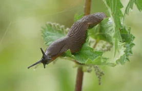 Ovo imate u svojoj kuhinji, a puževima je nepodnošljivo