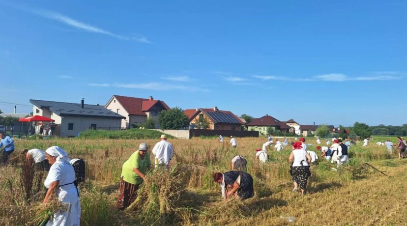 Na polju Gaj ponovno će se pjevati, kositi i slaviti Žetvene svečanosti