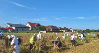 Na polju Gaj ponovno će se pjevati, kositi i slaviti Žetvene svečanosti