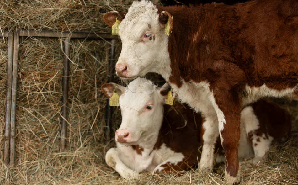 Grad Novi Marof sufinancira umjetno osjemenjivanje krava i krmača