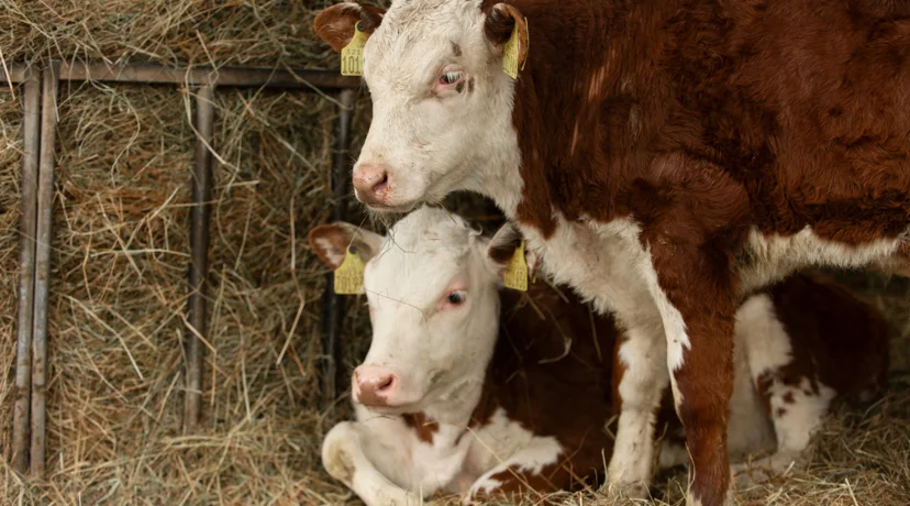 Grad Novi Marof sufinancira umjetno osjemenjivanje krava i krmača