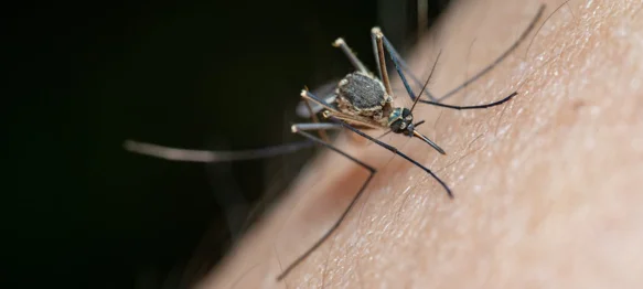 Najavljeno suzbijanje komaraca u Lepoglavi