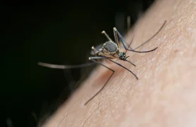 Najavljeno suzbijanje komaraca u Lepoglavi