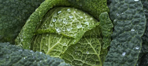 Kvalitetna namirnica koja preventivno djeluje protiv raka