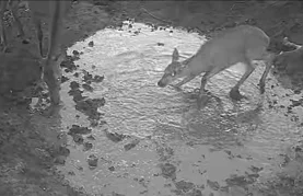 VIDEO Evo koliko vrijedi jedan pljusak &ndash; vesele mu se baš svi!