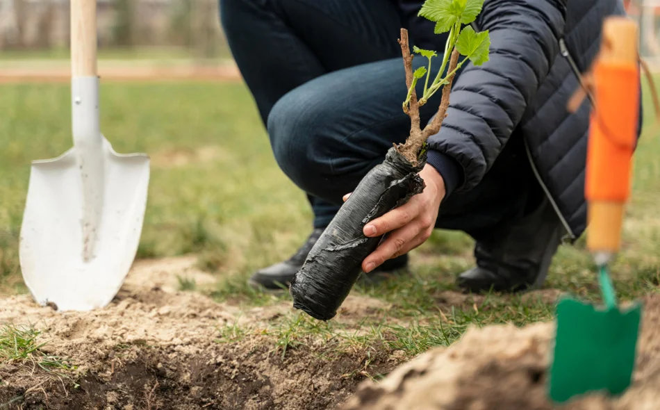 Grad Novi Marof dodjeljuje potpore za nabavu sadnica