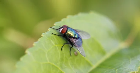 Sve za borbu protiv muha već imate kod kuće
