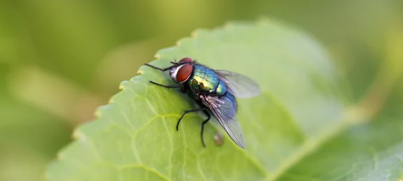 Sve za borbu protiv muha već imate kod kuće