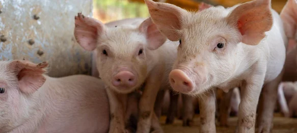 Klenovnik sufinancira kupnju odojaka za vlastiti uzgoj