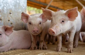 Klenovnik sufinancira kupnju odojaka za vlastiti uzgoj