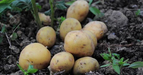 Europu je spasio od gladi i danas nezaobilazan u svakoj kuhinji