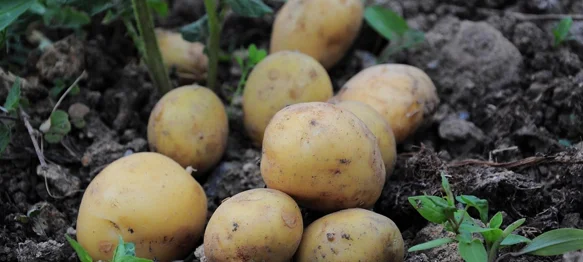 Europu je spasio od gladi i danas nezaobilazan u svakoj kuhinji