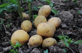 Europu je spasio od gladi i danas nezaobilazan u svakoj kuhinji