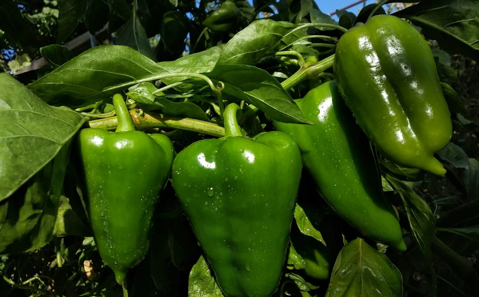 Sve što trebate znati o njezi paprike u srpnju